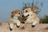 CORGI PEMBROKE 1077